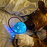 animal, ball, bed, blanket, blue_light, brown_fur, closeup, comfort, cozy, dog, indoor, nighttime, paw, pet, quiet, relaxed, resting, sleeping, toy, white_paw