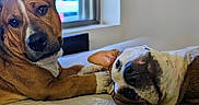Rocco joined the competition — help win amazing prizes! animal, bed, brown_dog, canine, companion, cute, cute_animals, dog, ears, face, fur, home, indoor, looking, pets, playful, relaxed, resting, white_dog, window
