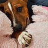 Rocco joined the competition — help win amazing prizes! animal, blanket, brown_dog, canine, close_up, comfort, cozy, cute, dog, fluffy, fur, indoors, paw, pet, pink_blanket, relaxed, resting, sleepy, snuggling, soft_texture