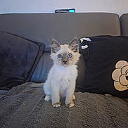 Damon participe au concours pour gagner de l'argent avec cette photo : kitten, cat, blue_eyes, fluffy, sitting, gray_blanket, couch, pillow, indoor, pet, cute, feline, young_cat, domestic_cat, fur, whiskers, alert, home, animal, small