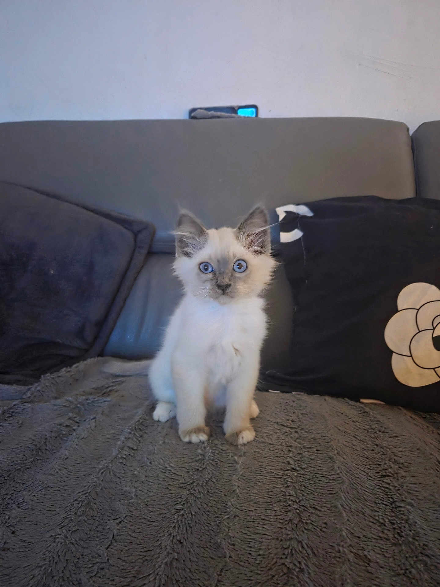 Damon participe au concours pour gagner de l'argent avec cette photo : kitten, cat, blue_eyes, fluffy, sitting, gray_blanket, couch, pillow, indoor, pet, cute, feline, young_cat, domestic_cat, fur, whiskers, alert, home, animal, small