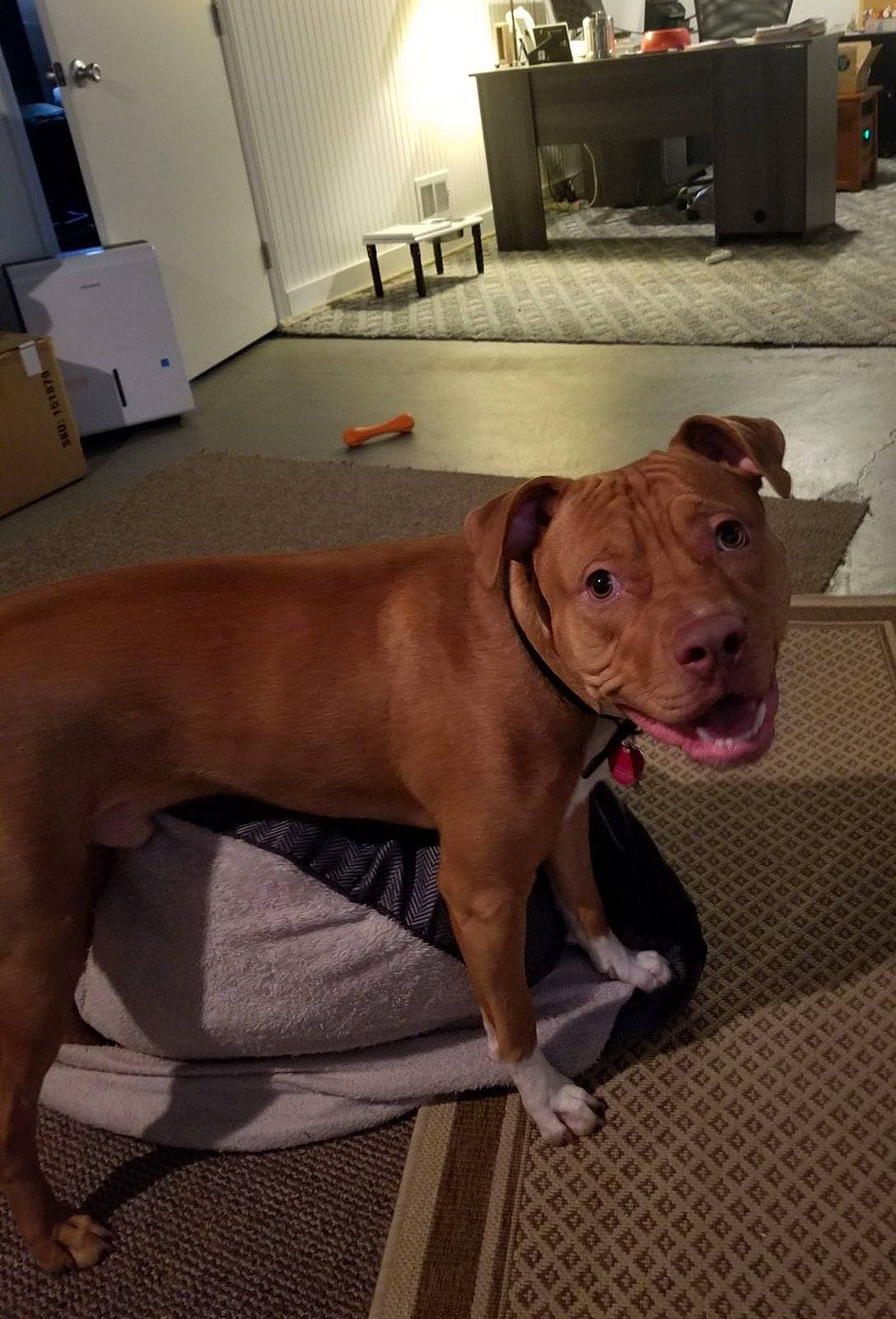 Bender joined the competition — help win amazing prizes! box, cabinetry, canidae, carnivore, collar, companion_dog, dog, dog_breed, dog_collar, dog_supply, fawn, floor, flooring, liver, pet_supply, plywood, snout, sporting_group, tan, working_animal