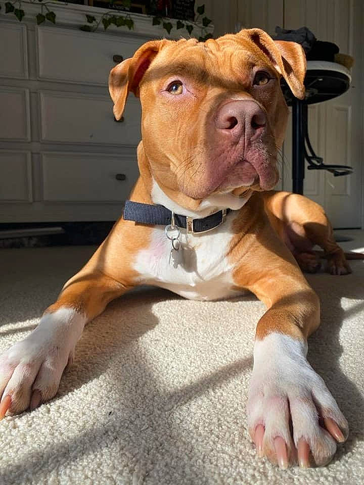 Bender is registered to the contest to win money with this photo: ancient_dog_breeds, canidae, carnivore, collar, companion_dog, dog, dog_breed, dog_collar, dog_supply, fawn, fur, liver, molosser, pet_supply, snout, sporting_group, whiskers, working_animal, working_dog, wrinkle