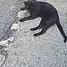 animal, black_cat, cat, daytime, feline, gravel, ground, lying_down, mammal, nature, one_animal, outdoor, pet, relaxed, resting, shadow, street, sunlight, texture, wildlife
