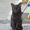 black_cat, cat, animal, pet, outdoor, sidewalk, urban, yellow_eyes, broom, mop, concrete, wall, street, quiet, sitting, feline, domestic_animal, alone, looking, daylight