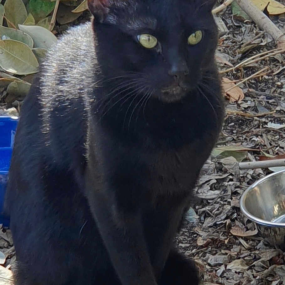 Cop participe au concours pour gagner de l'argent avec cette photo : black_cat, cat, animal, pet, outdoor, nature, foliage, leaves, twigs, sunlight, greenery, metal_bowl, sitting, feline, wildlife, cute, alert, mammal, domestic_animal, grass