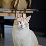 Mao a rejoint le concours — aidez-le/la à gagner de superbes lots ! cat, blue_eyes, indoor, furniture, floor, domestic_animal, pet, cream_fur, white_fur, whiskers, ears, looking_away, soft_light, portrait, animal, cute, sitting, close_up, calm, domestic_cat