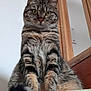 cat, tabby, pet, animal, feline, sitting, fur, whiskers, ears, tail, indoor, wood, ledge, looking, curious, striped, domestic, mammal, closeup, portrait