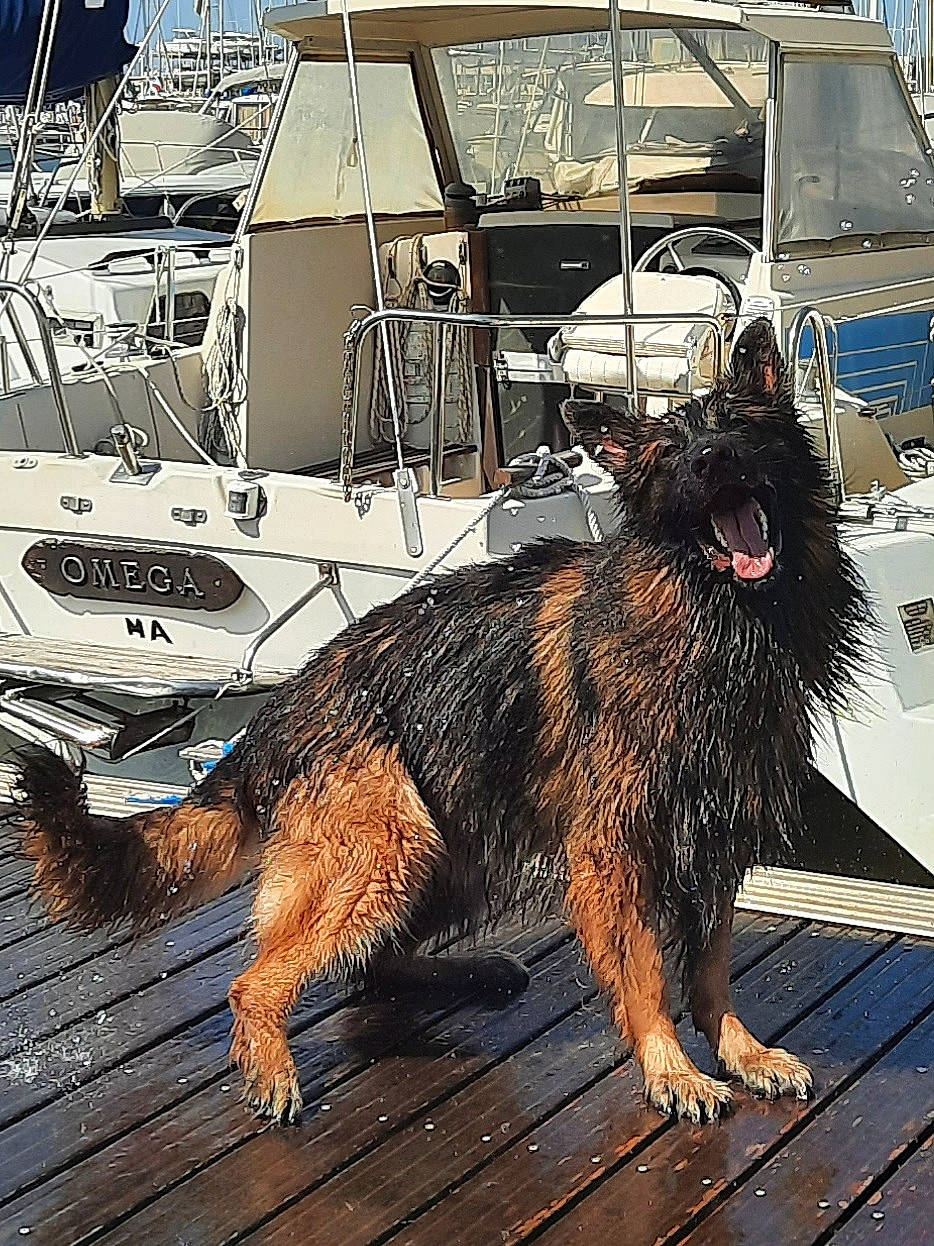 Prince participe au concours pour gagner de l'argent avec cette photo : boat, canidae, carnivore, companion_dog, dog, dog_breed, fur, heat, metal, small_terrier, snout, sporting_group, tail, terrier, wood, working_animal, working_dog, working_terrier, yorkipoo