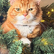 Baby is registered to the contest to win money with this photo: bell, cat, christmas_tree, close_up, collar, feline, fur, ginger_cat, green, holiday, indoor, lights, orange_tabby, ornament, paws, pine_needles, portrait, sitting, tree, whiskers