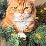 bell, cat, christmas_tree, close_up, collar, feline, fur, ginger_cat, green, holiday, indoor, lights, orange_tabby, ornament, paws, pine_needles, portrait, sitting, tree, whiskers
