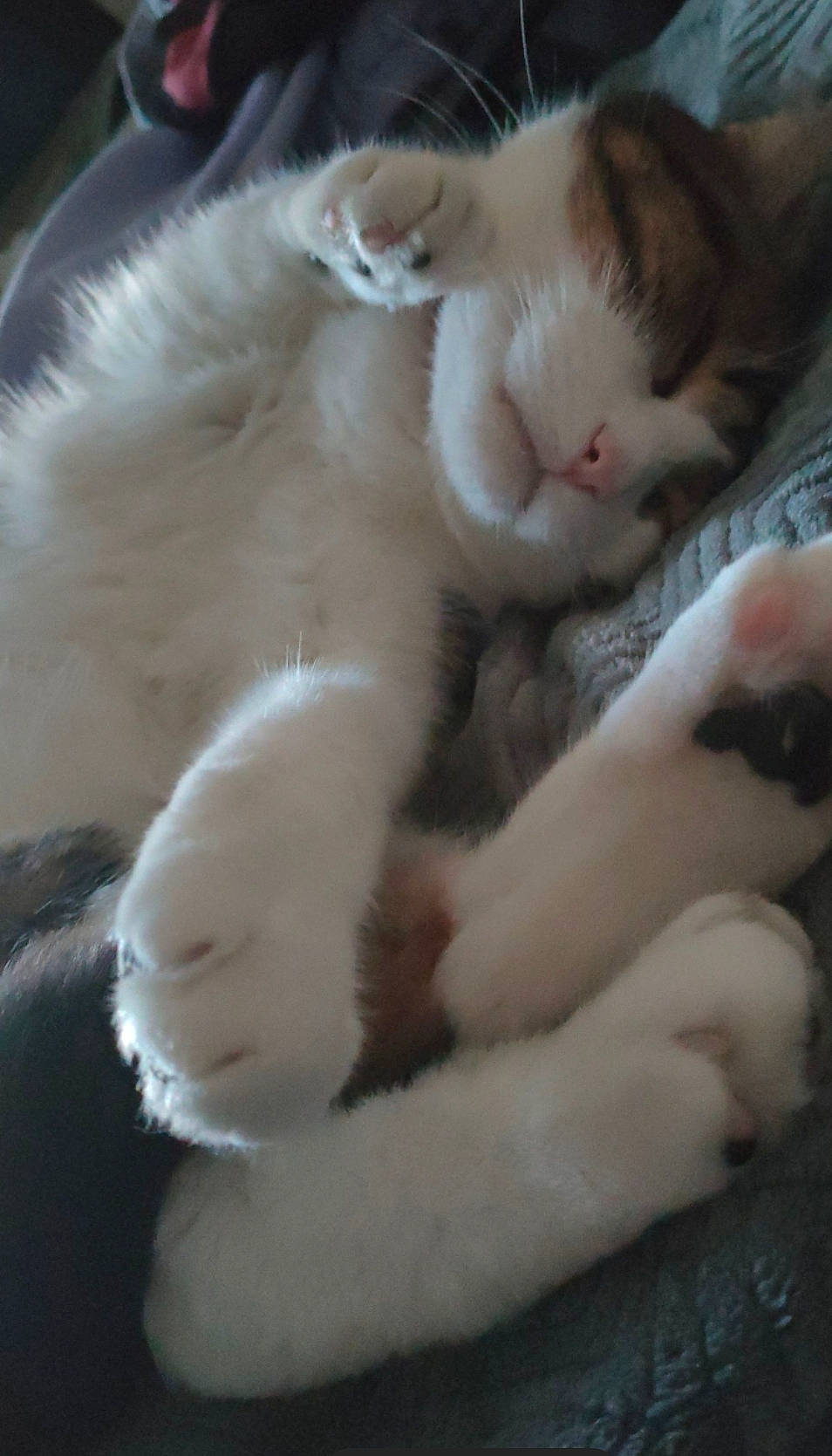 Caramel participe au concours pour gagner de l'argent avec cette photo : carnivore, cat, claw, comfort, domestic_short_haired_cat, fawn, felidae, foot, fur, nap, paw, sleep, small_to_medium_sized_cats, snout, tail, whiskers