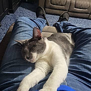Shadow is registered to the contest to win money with this photo: cat, sleeping, lap, blue_jeans, blue_shirt, indoor, carpet, couch, relaxation, feline, pet, resting, cozy, home, person, casual_clothing, paws, whiskers, comfort, domestic