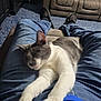 cat, sleeping, lap, blue_jeans, blue_shirt, indoor, carpet, couch, relaxation, feline, pet, resting, cozy, home, person, casual_clothing, paws, whiskers, comfort, domestic