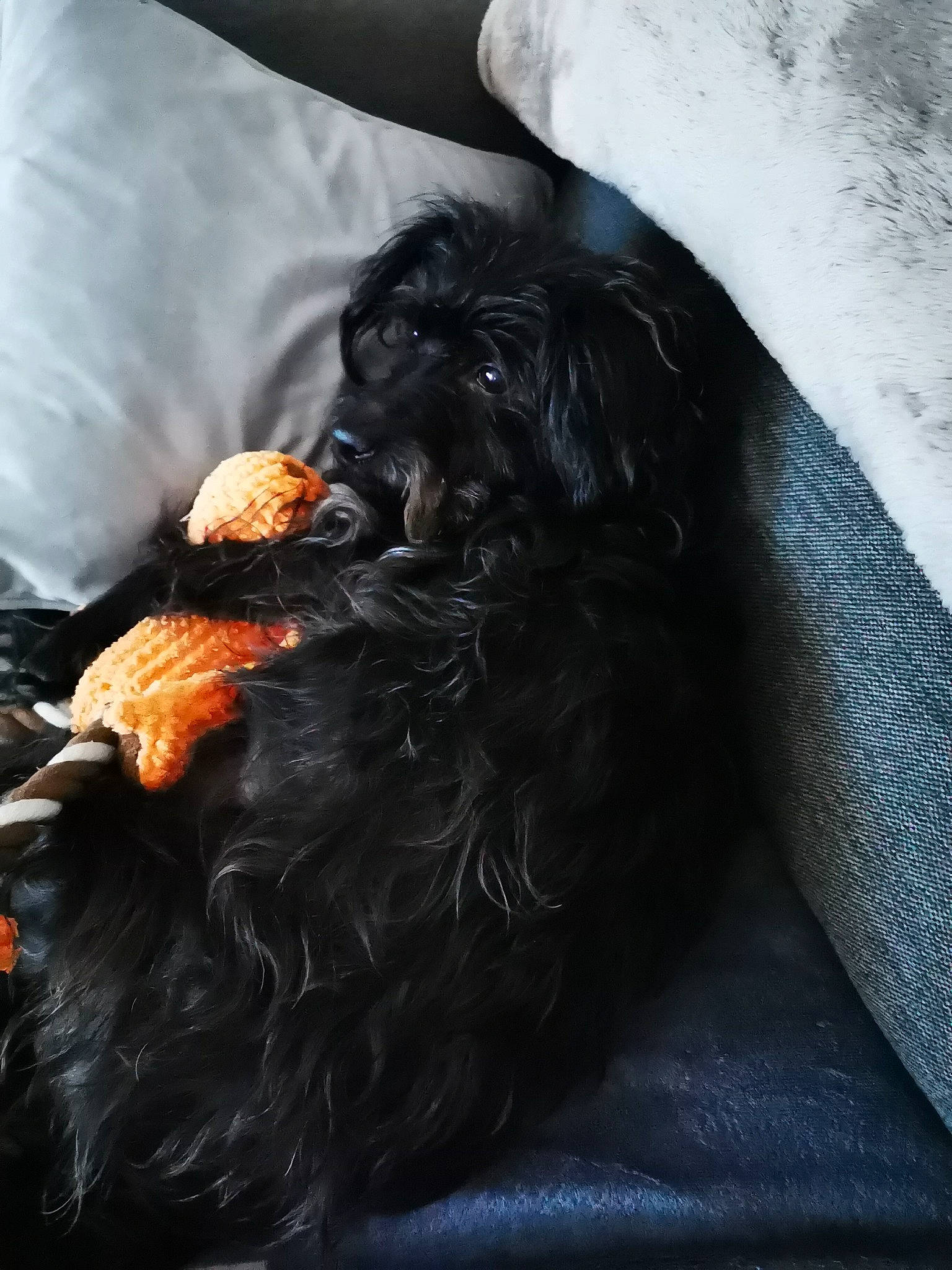 Dyna participe au concours pour gagner de l'argent avec cette photo : brown_hair, canidae, carnivore, comfort, companion_dog, dog, dog_breed, fawn, fur, grey, liver, long_hair, nail, small_terrier, snout, sporting_group, tail, terrier, toy_dog, working_animal