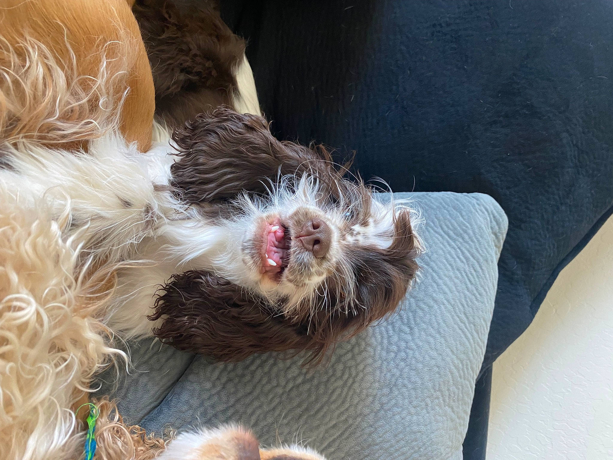 Callie joined the competition — help win amazing prizes! canidae, carnivore, claw, companion_dog, dog, dog_breed, fawn, felidae, foot, fur, liver, paw, puppy, small_to_medium_sized_cats, snout, sporting_group, terrestrial_animal, toy_dog, whiskers, yawn