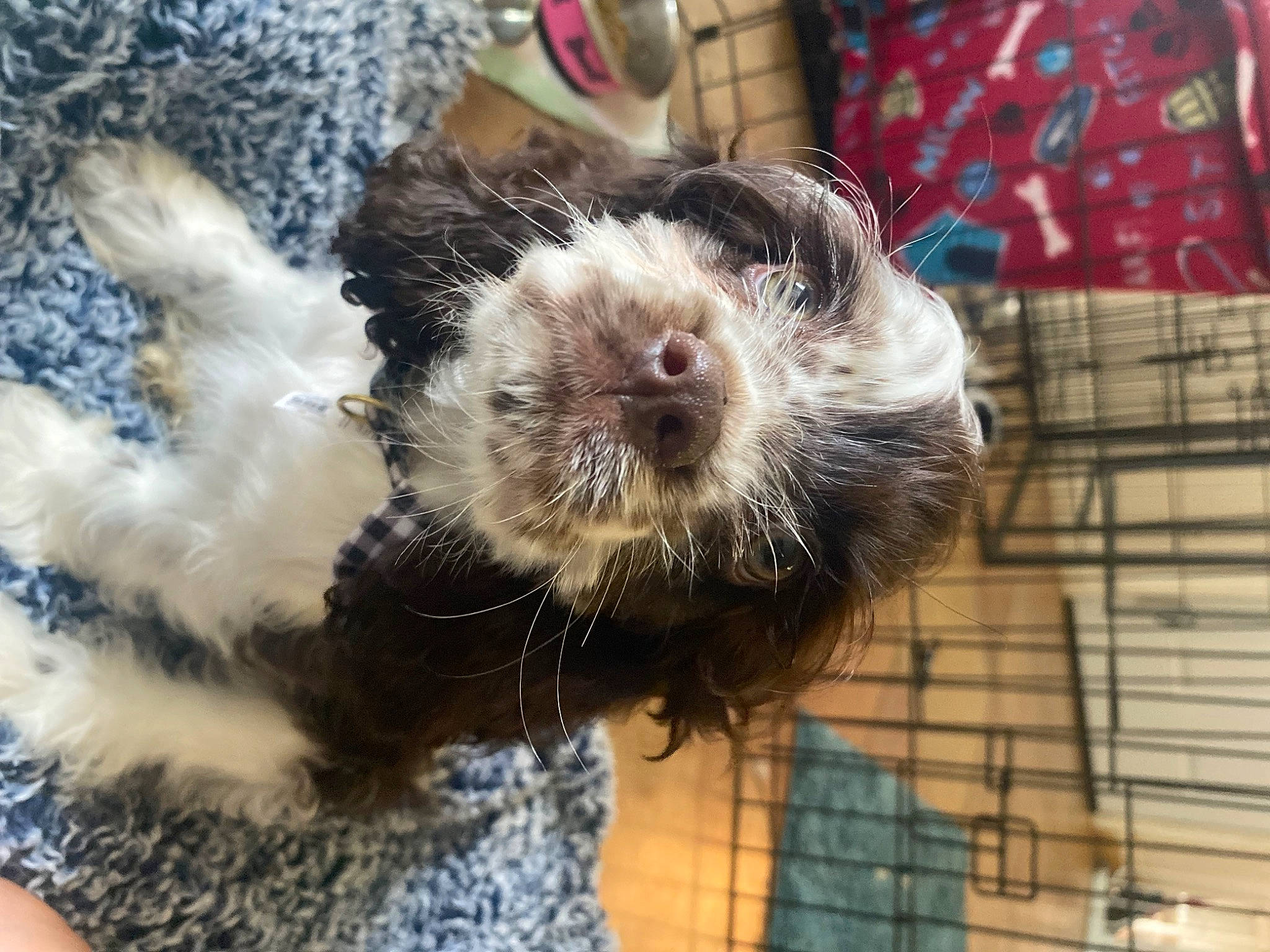 Callie joined the competition — help win amazing prizes! animal_shelter, canidae, carnivore, companion_dog, dog_breed, fur, liver, natural_material, pattern, pet_supply, plaid, snout, sporting_group, tartan, terrestrial_animal, whiskers, working_animal