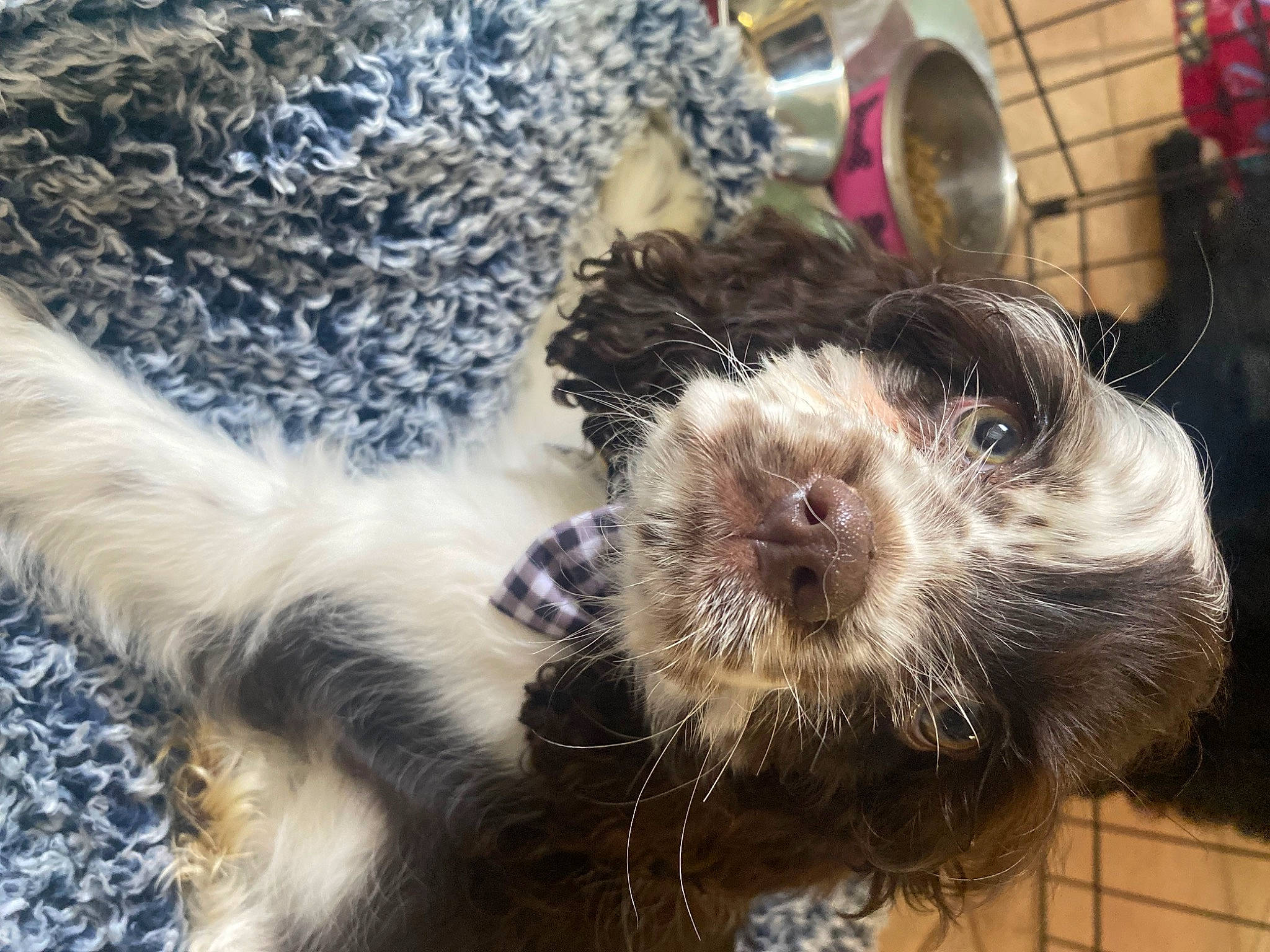 Callie is registered to the contest to win money with this photo: canidae, carnivore, claw, companion_dog, dog_breed, fur, mustelidae, paw, sporting_group, terrestrial_animal, whiskers, wildlife, zoo