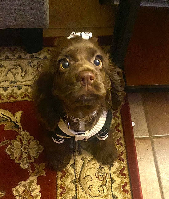 Coco Chanel joined the competition — help win amazing prizes! canidae, carnivore, cocker_spaniel, companion_dog, dog, dog_breed, dog_collar, dog_food, fawn, flooring, fur, gun_dog, liver, pointing_breed, retriever, spaniel, sporting_group, whiskers, wood, working_animal