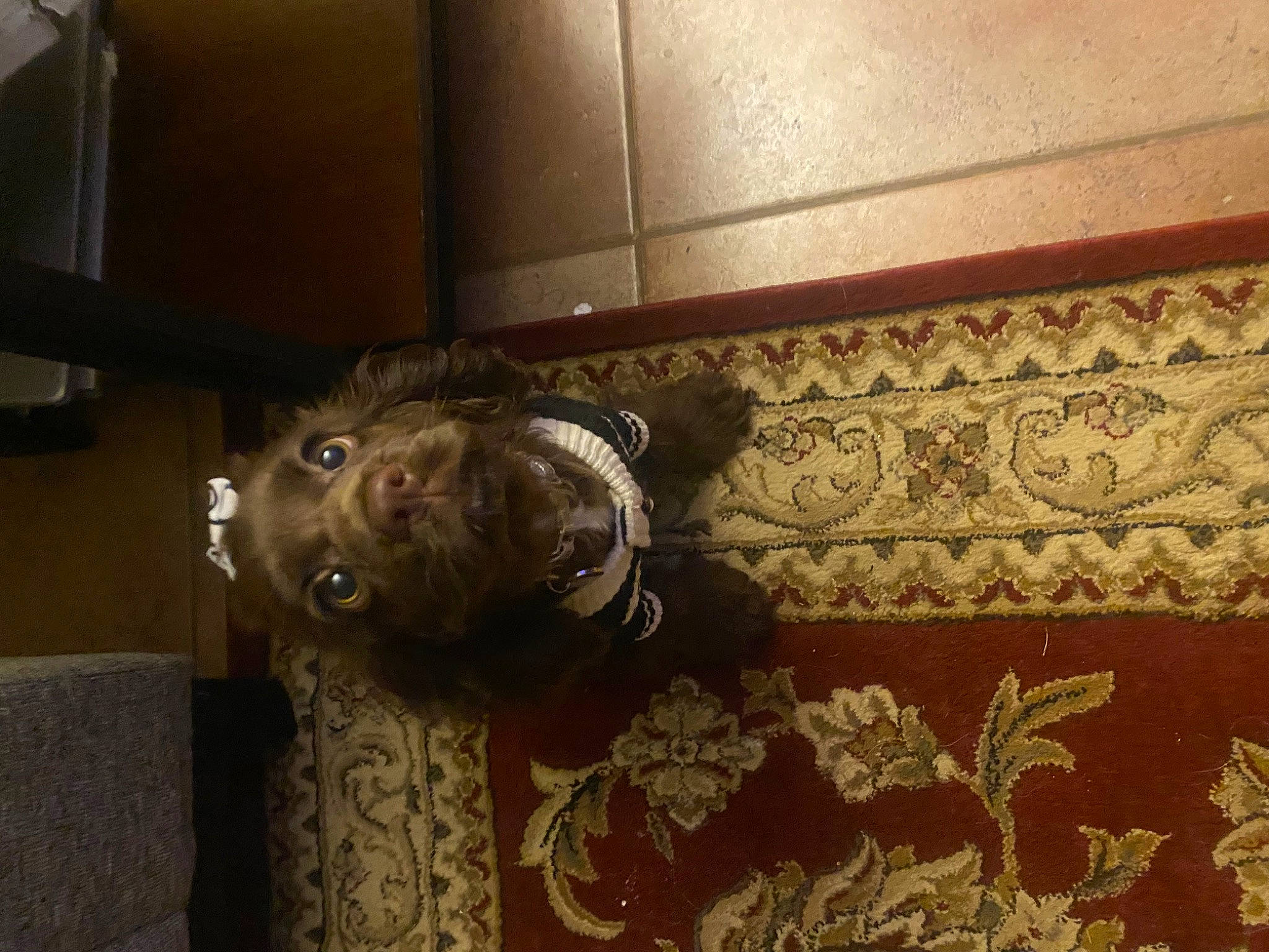 Coco Chanel joined the competition — help win amazing prizes! artifact, brown, ceiling, dog, door_handle, floor, flooring, hardwood, home_door, liver, metal, molding, ornament, pattern, room, sporting_group, tile, tints_and_shades, wood, working_animal