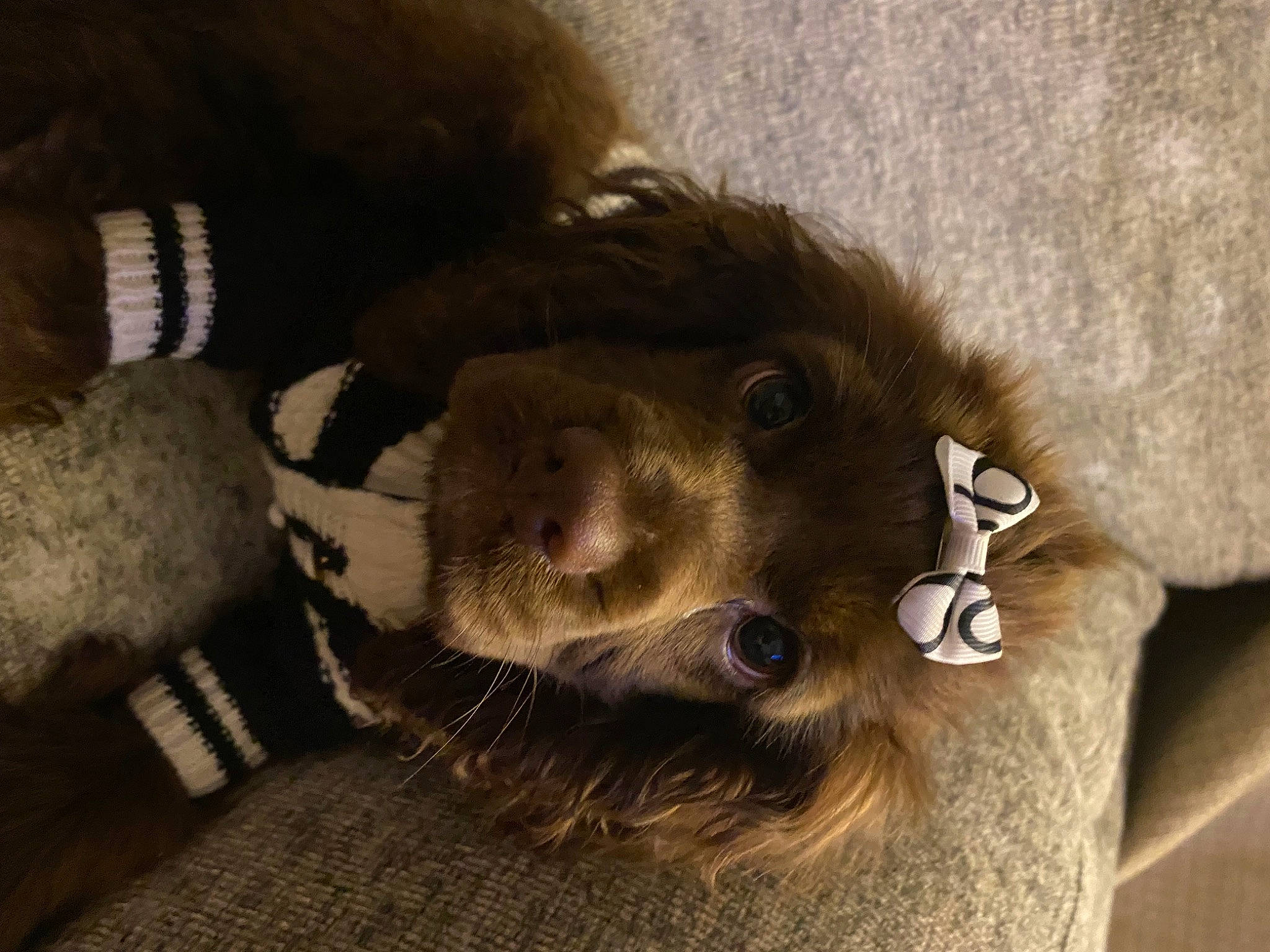 Coco Chanel joined the competition — help win amazing prizes! canidae, carnivore, collar, companion_dog, dog, dog_breed, dog_collar, fawn, fur, liver, paw, pet_supply, snout, spaniel, sporting_group, terrestrial_animal, whiskers, working_animal