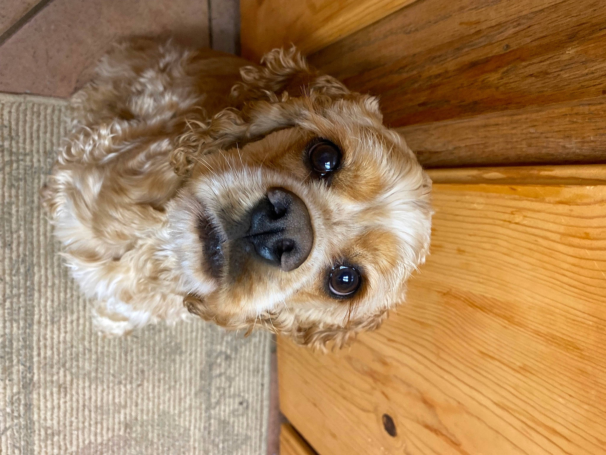 Franklin joined the competition — help win amazing prizes! canidae, carnivore, companion_dog, dog, dog_breed, dog_supply, fawn, fur, hardwood, liver, pet_supply, snout, sporting_group, terrier, toy, toy_dog, varnish, wood, wood_stain, working_animal