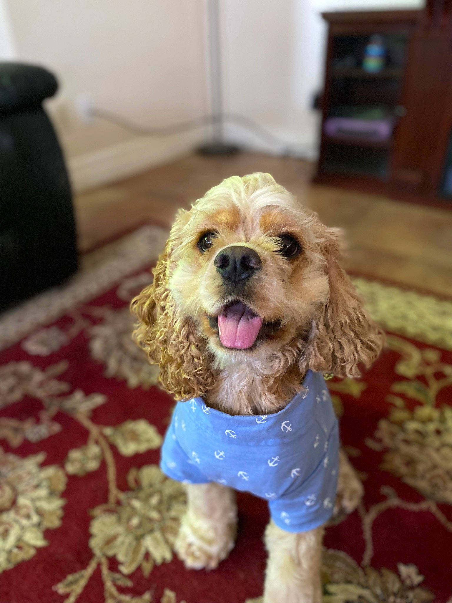 Franklin is registered to the contest to win money with this photo: canidae, carnivore, companion_dog, dog, dog_breed, dog_clothes, dog_supply, flooring, fur, labradoodle, liver, maltepoo, poodle, poodle_crossbreed, snout, spaniel, sporting_group, terrier, toy_dog, water_dog