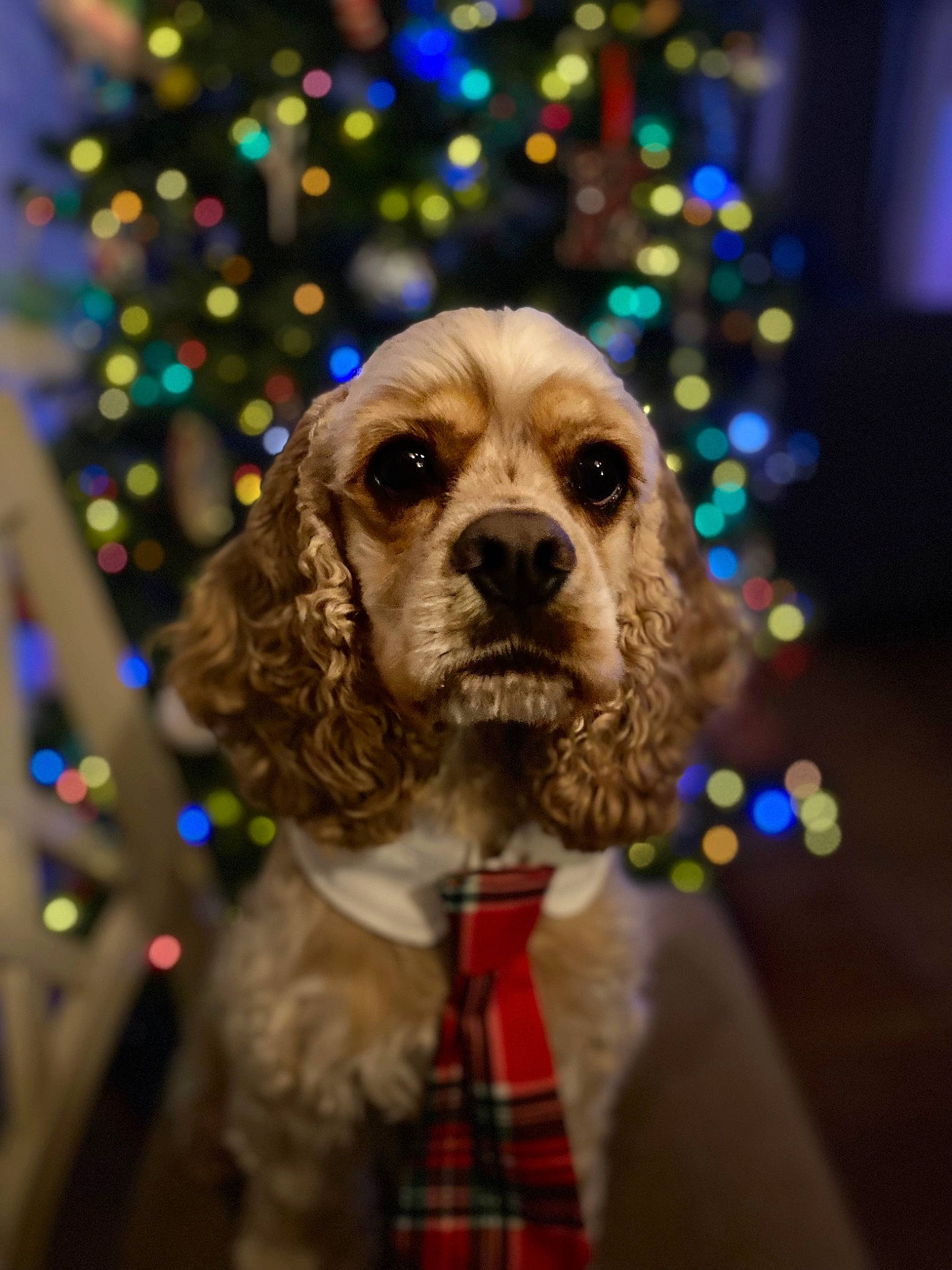 Franklin joined the competition — help win amazing prizes! canidae, carnivore, christmas, christmas_decoration, christmas_ornament, christmas_tree, companion_dog, dog, dog_breed, dog_collar, event, fawn, fur, holiday, pattern, snout, sporting_group, tartan, tie, whiskers