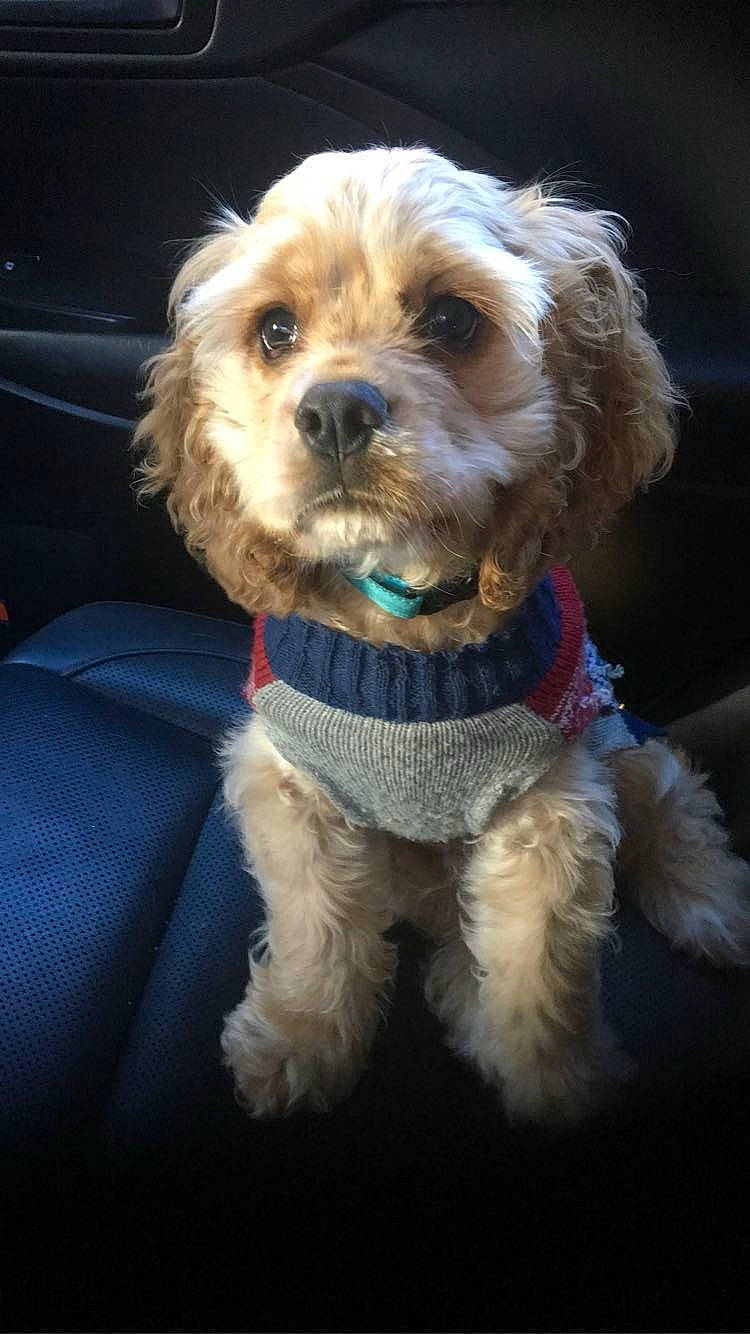 Franklin is registered to the contest to win money with this photo: canidae, carnivore, collar, companion_dog, dog, dog_breed, dog_clothes, dog_collar, dog_supply, fashion_accessory, fawn, fur, leash, small_terrier, snout, sporting_group, terrier, toy, toy_dog, working_animal