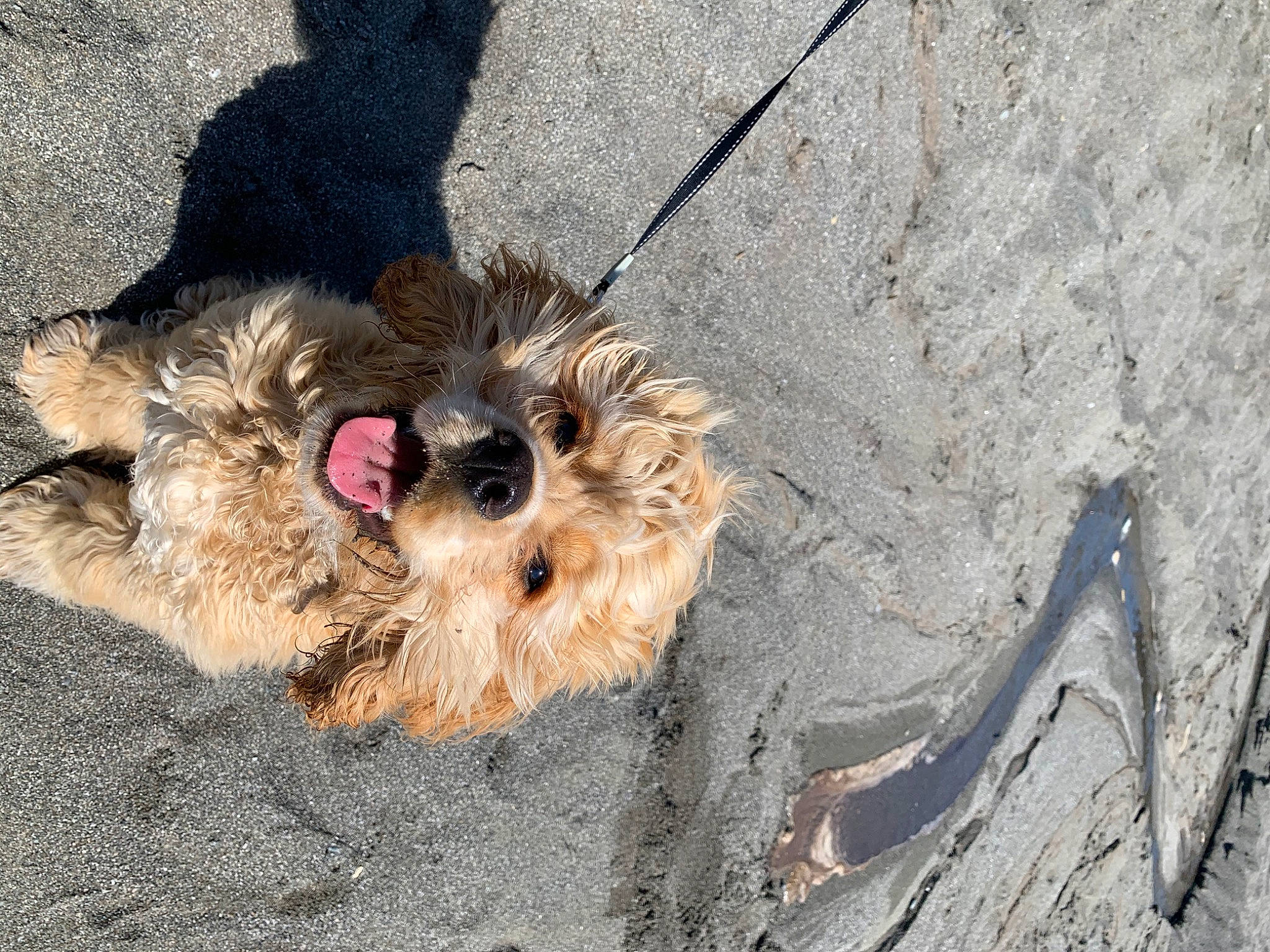 Franklin is registered to the contest to win money with this photo: asphalt, canidae, carnivore, cockapoo, companion_dog, concrete, dog, dog_breed, dog_supply, fur, paw, poodle_crossbreed, road_surface, small_terrier, soil, tail, terrier, toy_dog, working_animal, yorkshire_terrier