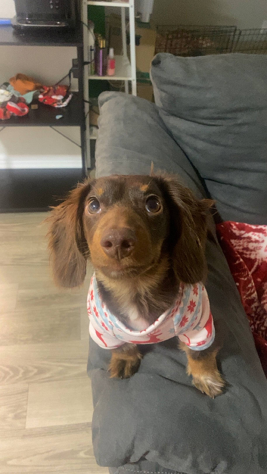 Tj joined the competition — help win amazing prizes! canidae, carnivore, cocker_spaniel, companion_dog, couch, dog, dog_breed, fawn, flooring, fur, hunting_dog, liver, puppy, shelf, snout, spaniel, sporting_group, whiskers, working_animal