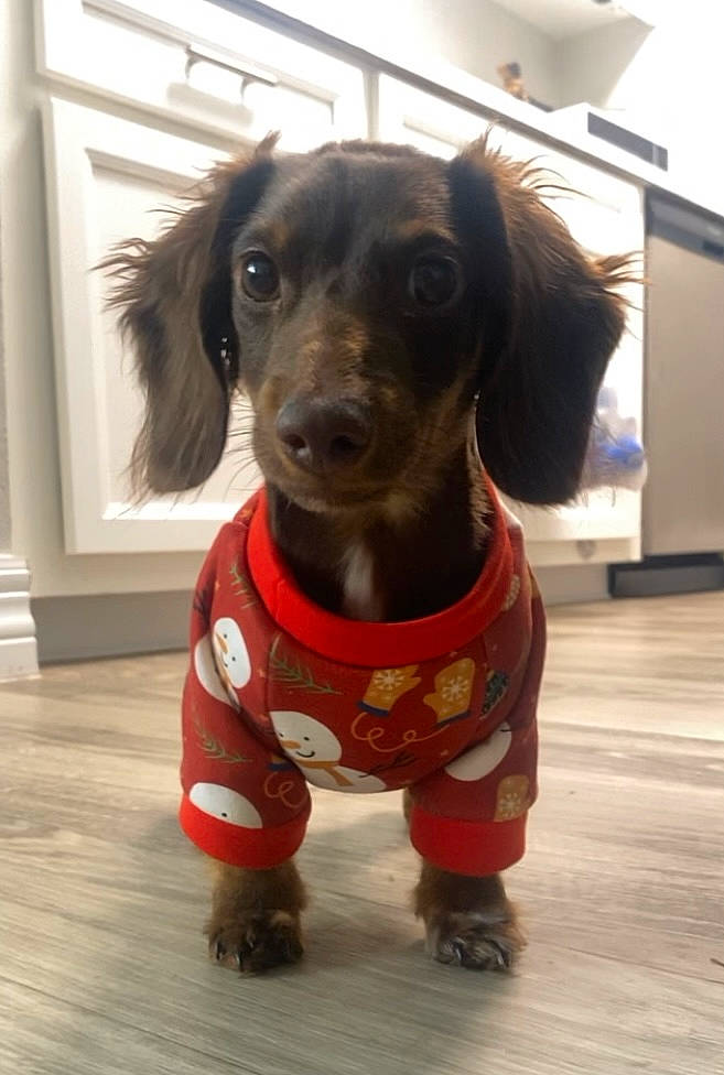 Tj joined the competition — help win amazing prizes! canidae, carnivore, collar, companion_dog, dog, dog_breed, dog_clothes, dog_supply, fawn, flooring, fur, hunting_dog, liver, pet_supply, puppy, snout, sporting_group, whiskers, working_animal, working_dog