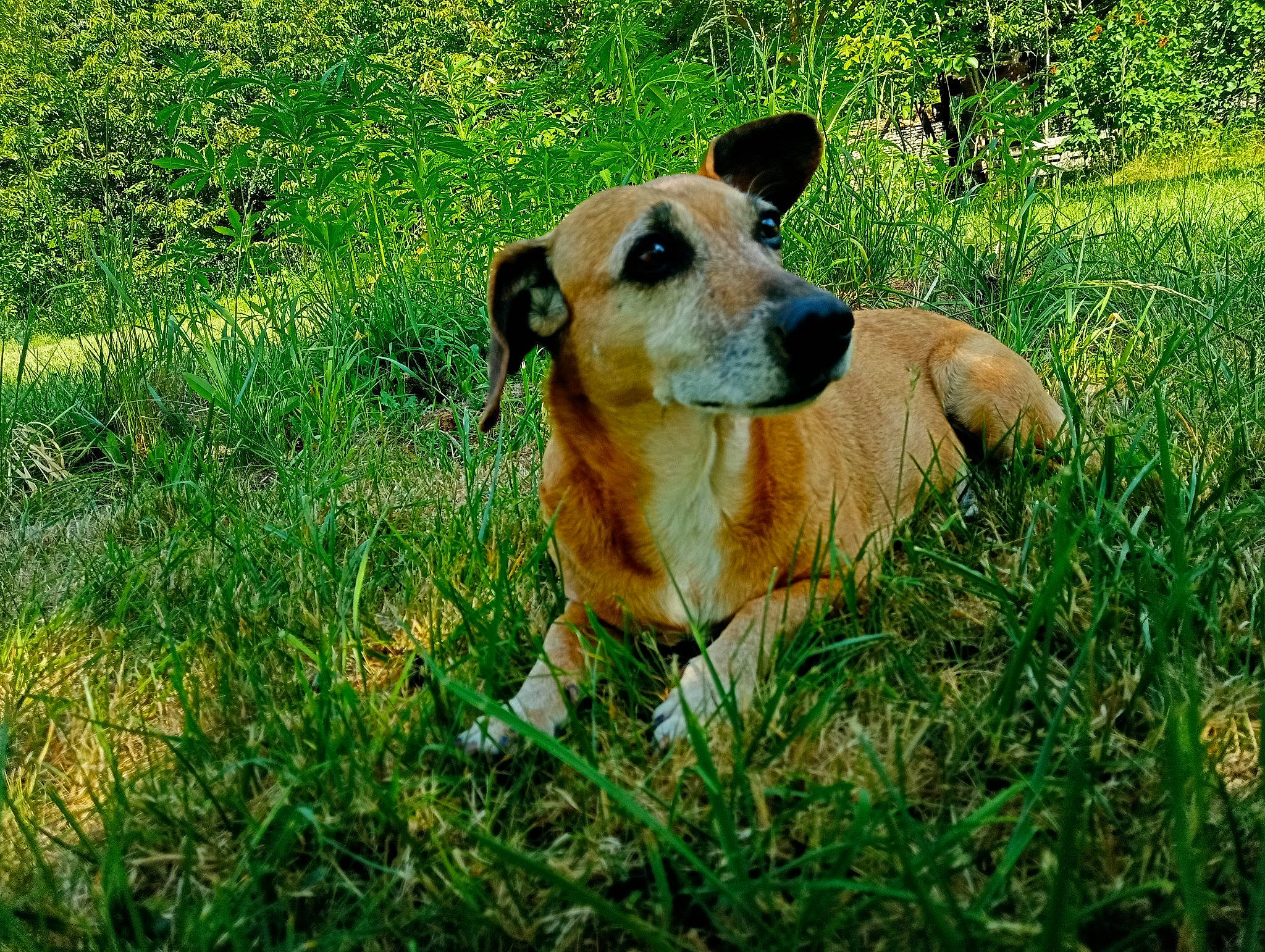 Nini a rejoint le concours — aidez-le/la à gagner de superbes lots ! canidae, carnivore, companion_dog, dog, dog_breed, fawn, grass, grassland, groundcover, pasture, paw, plant, prairie, snout, sporting_group, terrestrial_animal, whiskers, wildlife, working_animal, working_dog