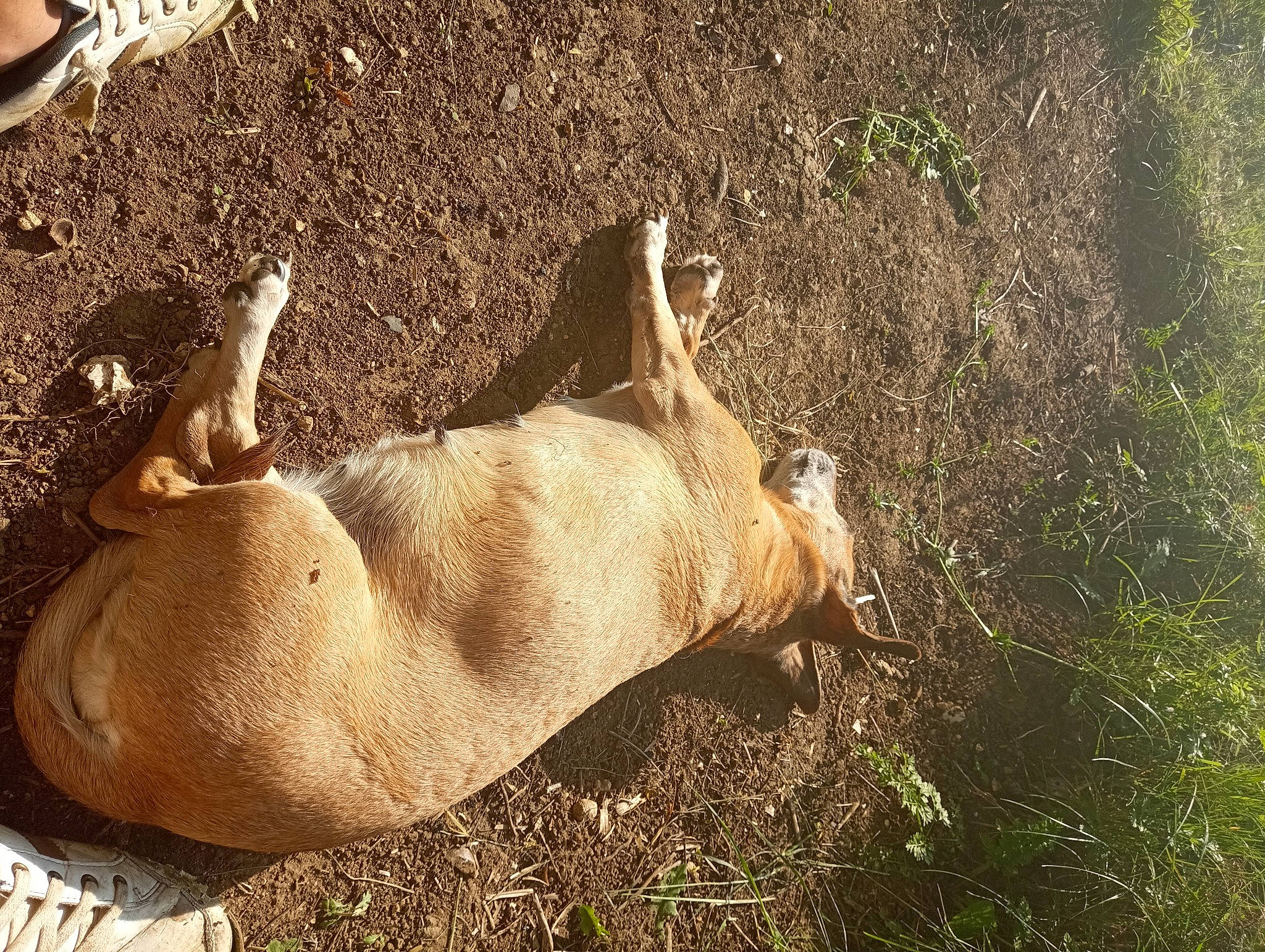 Nini a rejoint le concours — aidez-le/la à gagner de superbes lots ! big_cats, canidae, carnivore, dog_breed, fawn, felidae, foot, fur, grass, grassland, human_leg, lion, livestock, pasture, plant, soil, sporting_group, tail, terrestrial_animal, whiskers