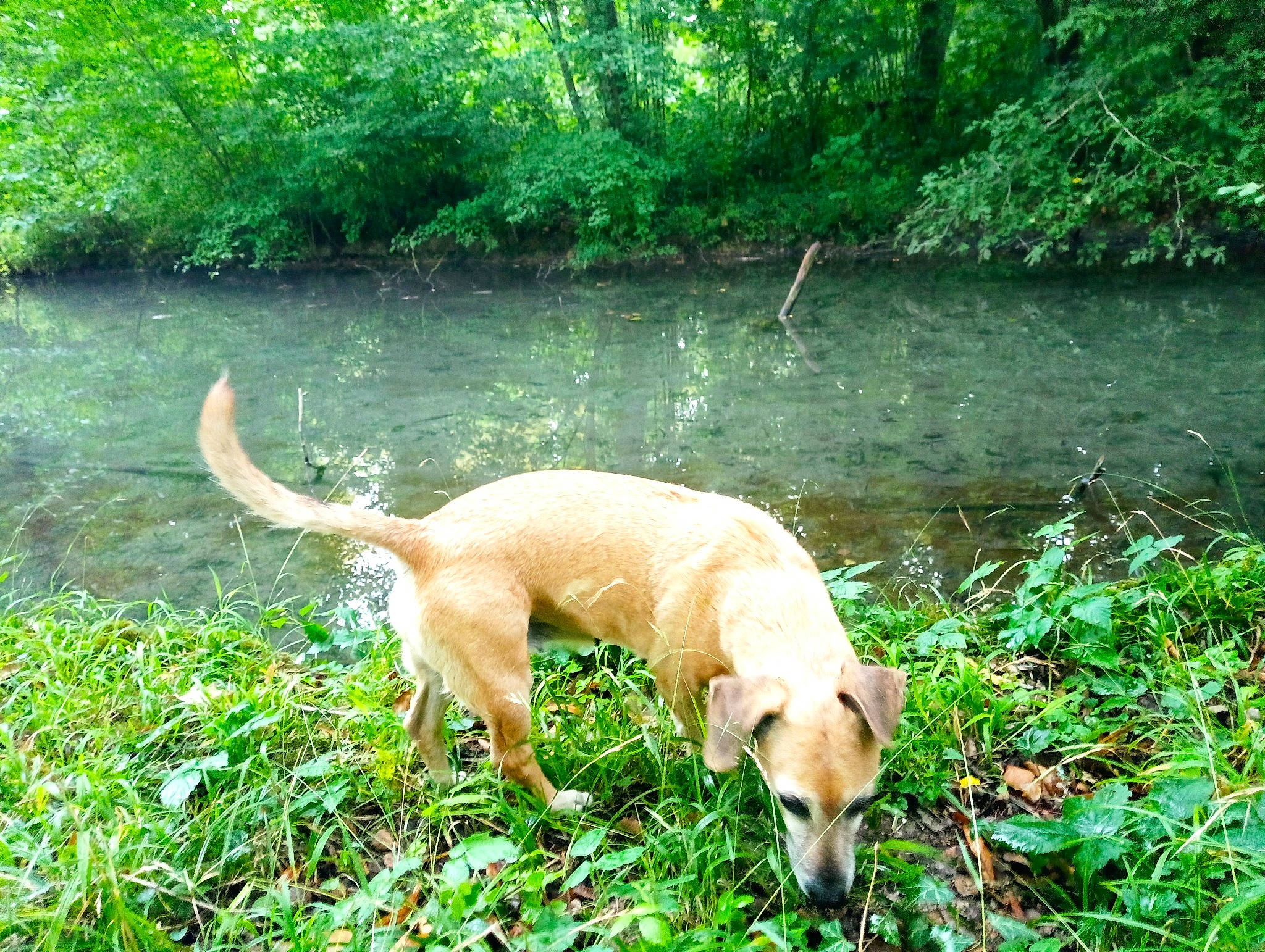 Nini participe au concours pour gagner de l'argent avec cette photo : canidae, carnivore, companion_dog, dog, dog_breed, fawn, fluvial_landforms_of_streams, forest, grass, guard_dog, gun_dog, lake, natural_landscape, plant, sporting_group, tail, terrestrial_animal, tree, water, working_animal