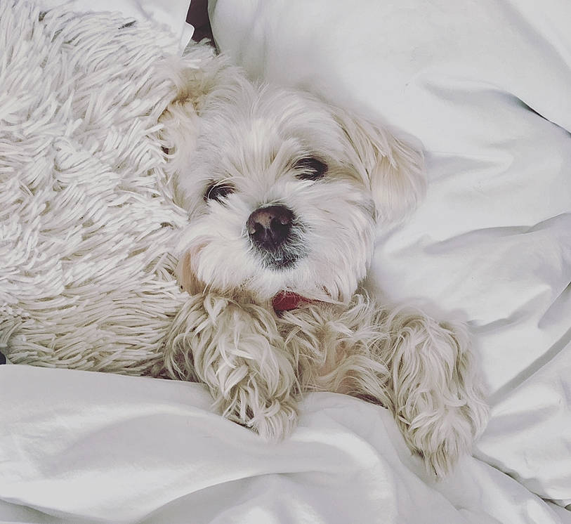 Gala participe au concours pour gagner de l'argent avec cette photo : bolonka, canidae, carnivore, companion_dog, dog, dog_breed, havanese, lhasa_apso, maltepoo, maltese, mammal, morkie, puppy, puppy_love, schnoodle, shih_tzu, snout, terrier, west_highland_white_terrier, white