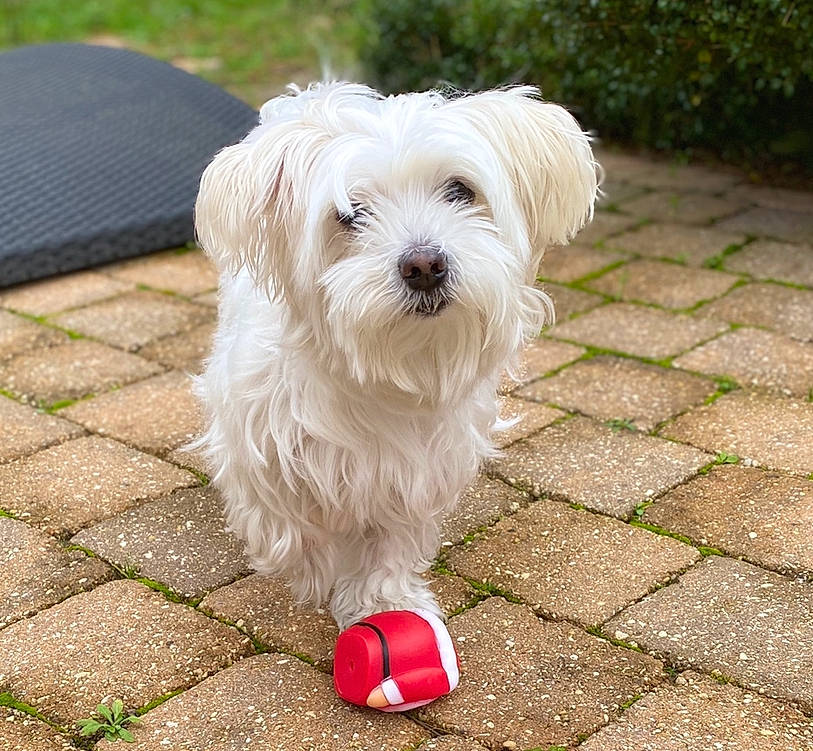Gala a rejoint le concours — aidez-le/la à gagner de superbes lots ! canidae, carnivore, companion_dog, coton_de_tulear, dog, dog_breed, grass, havanese, maltepoo, maltese, mammal, morkie, puppy, rare_breed_dog, small_terrier, sporting_lucas_terrier, terrier, toy_dog, vertebrate, west_highland_white_terrier