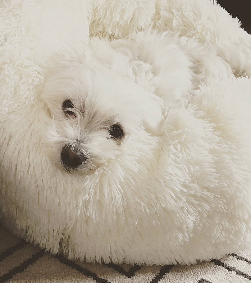Gala participe au concours pour gagner de l'argent avec cette photo : bichon, bichon_frise, bolognese, canidae, carnivore, cavapoo, companion_dog, coton_de_tulear, dog, dog_breed, fur, havanese, maltepoo, maltese, mammal, non_sporting_group, puppy, rare_breed_dog, terrier, toy_dog