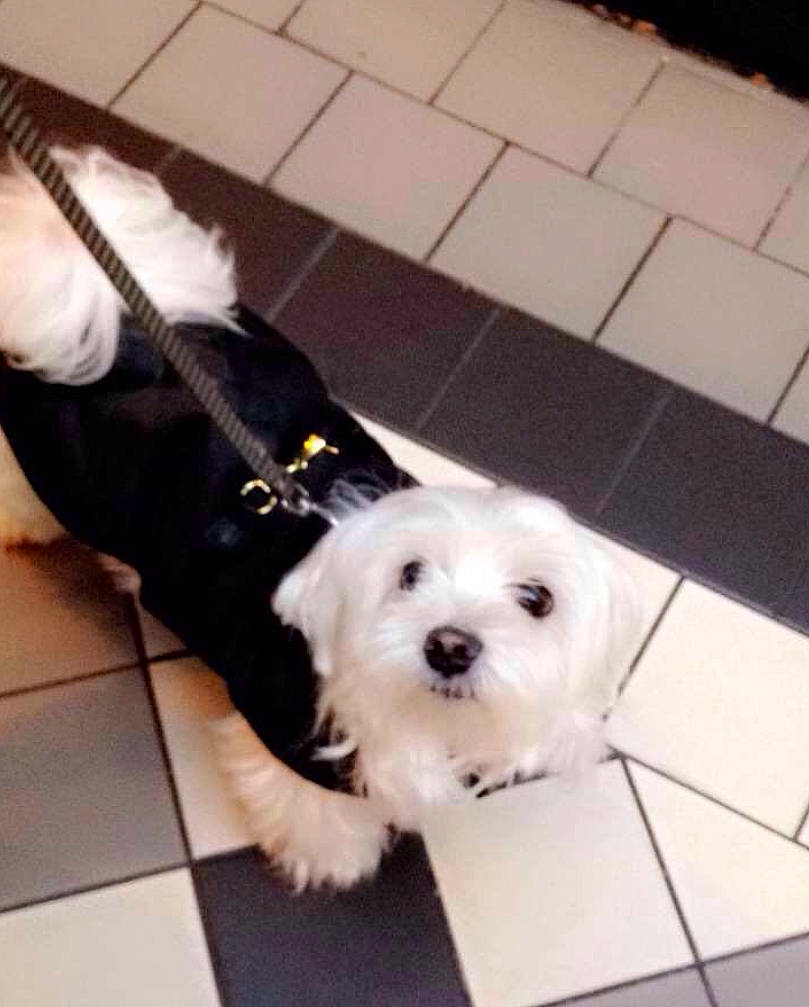 Gala a rejoint le concours — aidez-le/la à gagner de superbes lots ! bichon, canidae, carnivore, companion_dog, coton_de_tulear, dog, dog_breed, havanese, kyi_leo, maltepoo, maltese, mammal, non_sporting_group, puppy, puppy_love, rare_breed_dog, shih_tzu, toy_dog, west_highland_white_terrier, white