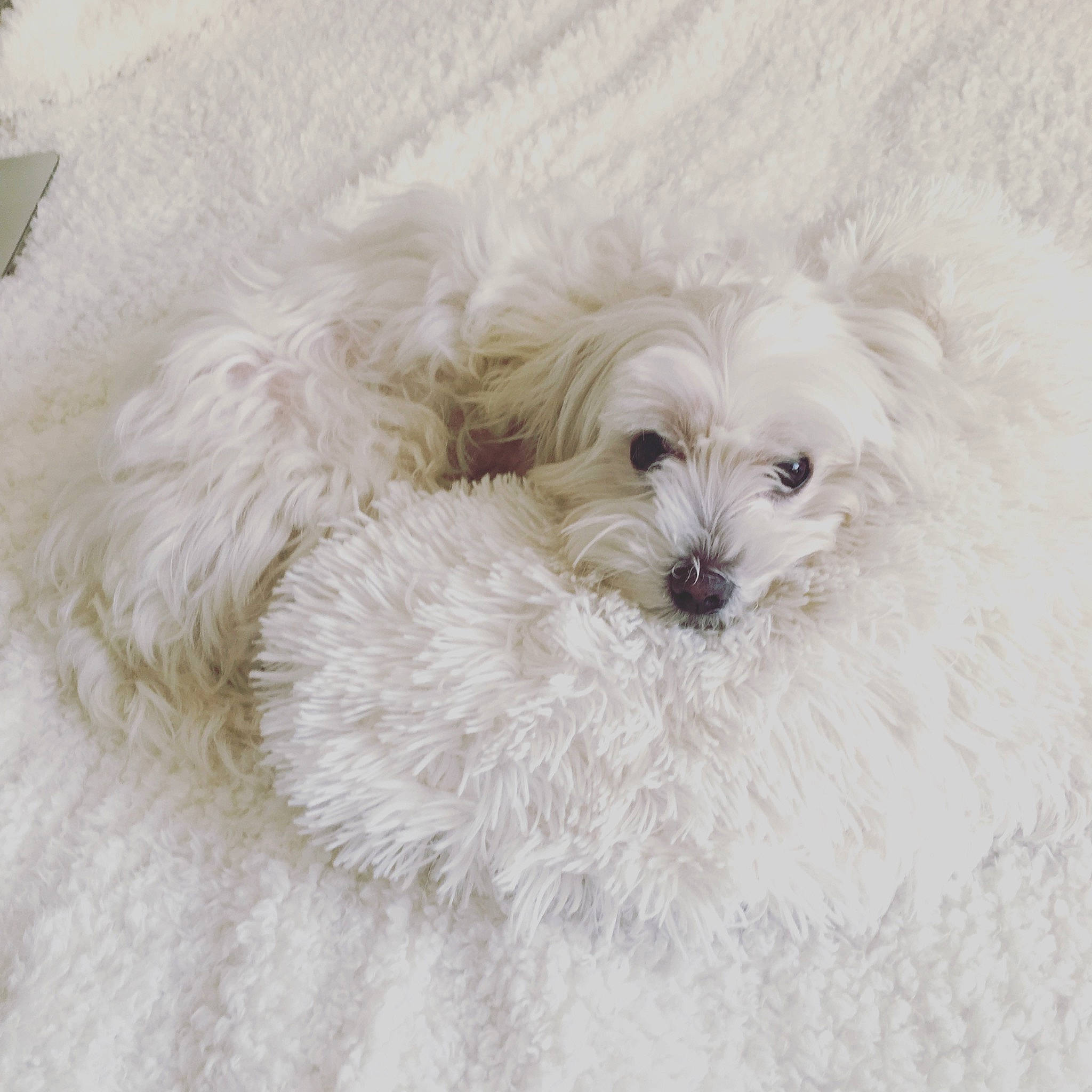 Gala participe au concours pour gagner de l'argent avec cette photo : bichon, bolognese, bolonka, canidae, carnivore, companion_dog, coton_de_tulear, dog, dog_breed, eye, fur, havanese, maltepoo, maltese, miniature_poodle, non_sporting_group, poodle, puppy, toy_dog, toy_poodle