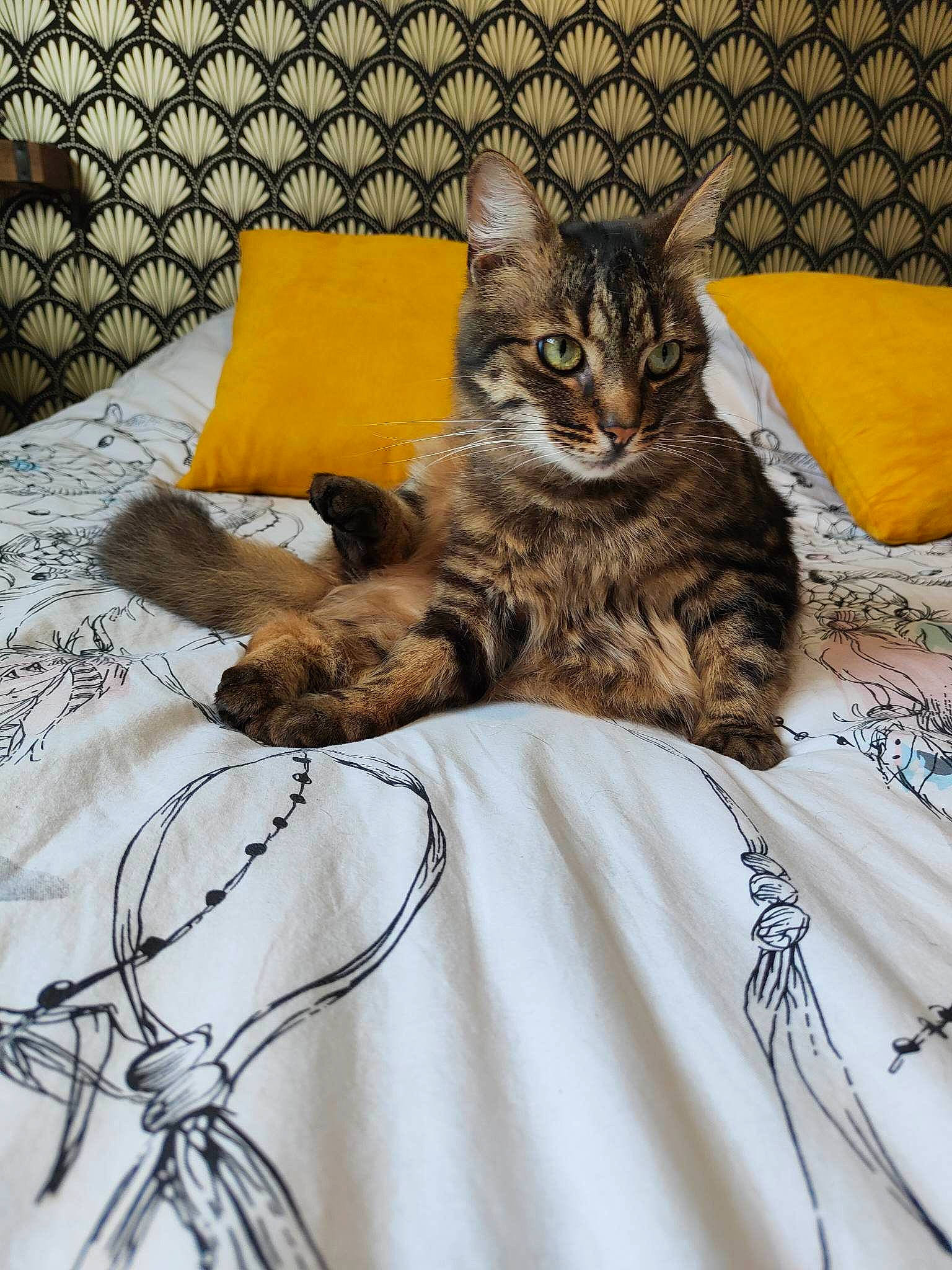 Symba a rejoint le concours — aidez-le/la à gagner de superbes lots ! bed, bed_sheet, bedding, carnivore, cat, claw, comfort, domestic_short_haired_cat, felidae, fur, grey, linens, nap, paw, small_to_medium_sized_cats, tail, terrestrial_animal, vehicle, whiskers, wire