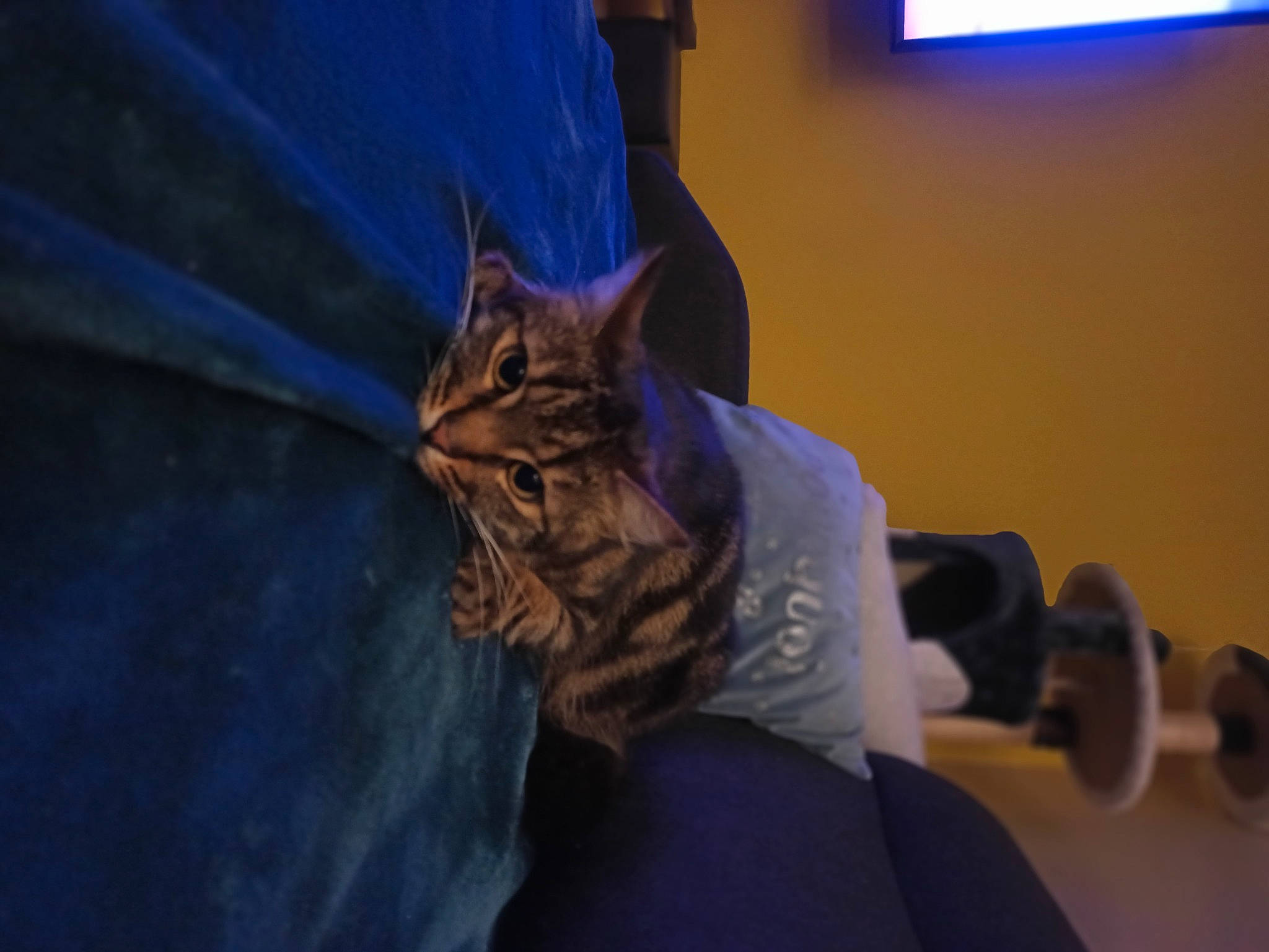 Symba a rejoint le concours — aidez-le/la à gagner de superbes lots ! blue, carnivore, cat, comfort, domestic_short_haired_cat, electric_blue, felidae, fur, night, sitting, small_to_medium_sized_cats, snout, television, whiskers