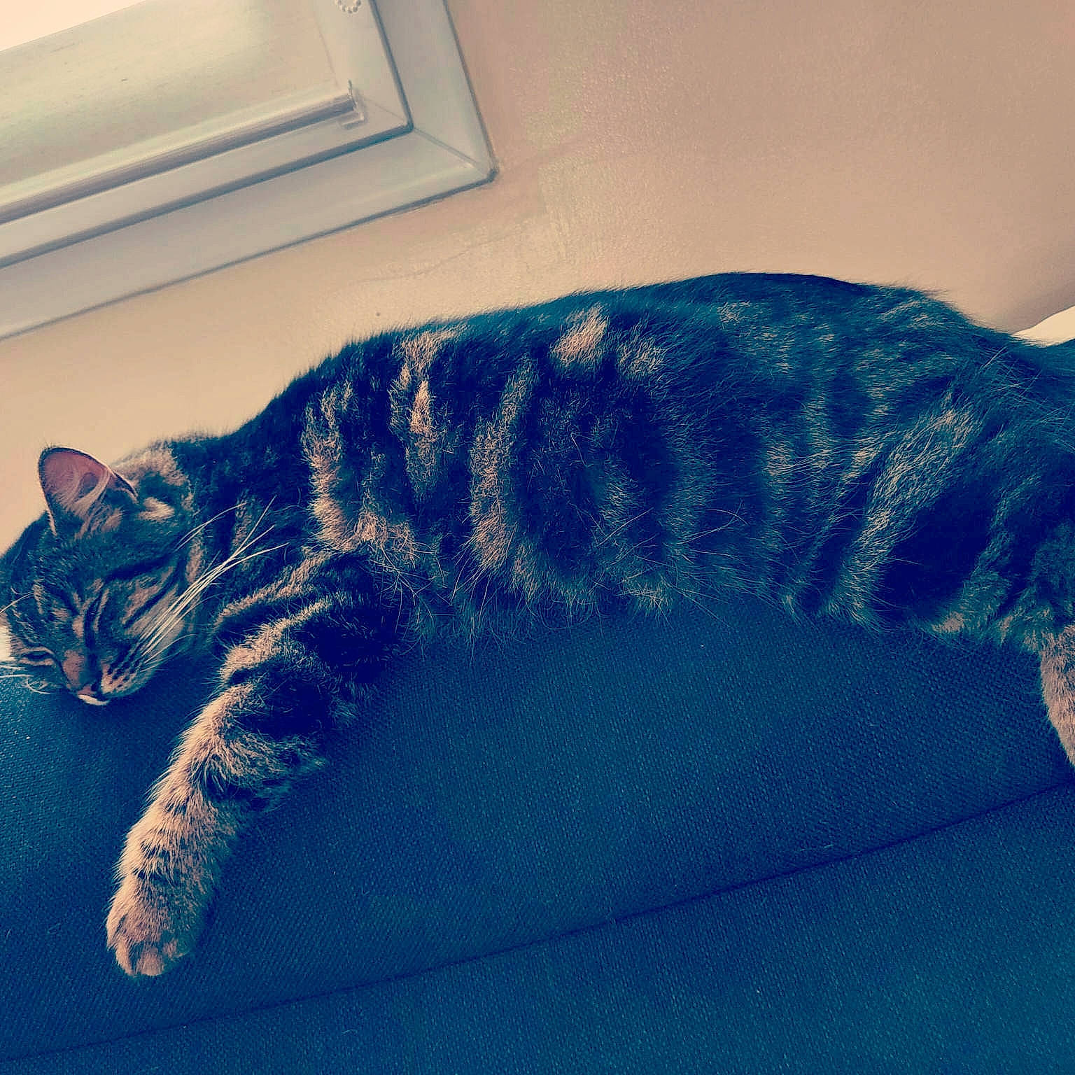 Symba a rejoint le concours — aidez-le/la à gagner de superbes lots ! carnivore, cat, comfort, couch, domestic_short_haired_cat, electric_blue, felidae, fur, grey, human_leg, mammal, nap, pattern, paw, rectangle, sleep, small_to_medium_sized_cats, snout, tail, whiskers