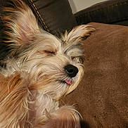 Odie joined the competition — help win amazing prizes! dog, sleeping, tongue_out, fluffy, brown_couch, cozy, pet, relaxed, close_up, indoor, fur, cute, adorable, resting, ears, snout, animal, companion, domestic, peaceful