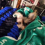 Odie joined the competition — help win amazing prizes! dog, blanket, green_blanket, blue_blanket, crocheted_blanket, indoor, pet, cozy, fur, ears, curious, lying_down, shelving, wooden_post, decor, toy_car, bottle, face, resting, closeup