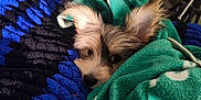 Odie joined the competition — help win amazing prizes! blanket, blue_blanket, bottle, closeup, cozy, crocheted_blanket, curious, decor, dog, ears, face, fur, green_blanket, indoor, lying_down, pet, resting, shelving, toy_car, wooden_post