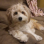 Pandora joined the competition — help win amazing prizes! bichon, carnivoran, cavachon, cavapoo, cockapoo, coton_de_tulear, dog, dog_breed, dog_breed_group, dog_like_mammal, havanese, lhasa_apso, lowchen, maltese, morkie, poodle_crossbreed, puppy, schnoodle, snout, vertebrate