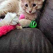 Garfield joined the competition — help win amazing prizes! kitten, cat, toy, couch, leather, furniture, pet, animal, indoor, cute, playful, fluffy, orange_cat, young, closeup, paw, resting, curious, domestic_cat, feline