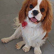Cooper participe au concours pour gagner de l'argent avec cette photo : dog, cavalier_king_charles_spaniel, pet, animal, canine, tongue_out, red_bandana, white_and_brown_fur, sitting, floor, tile_floor, cute, happy, friendly, indoor, fur, ears, paw, looking_up, companion