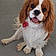 Cooper